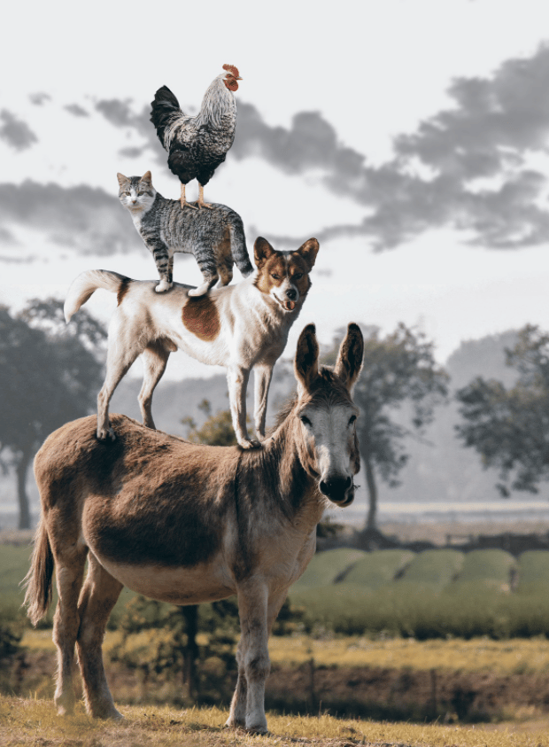 stacked animals